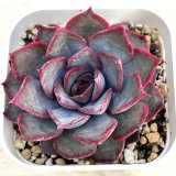 画像: ●多肉植物 エケベリア ダークアイス 2.5寸苗