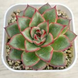 画像: ●多肉植物 エケベリア リトルレッドハート 2.5寸苗