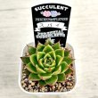 画像2: ●多肉植物 エケベリア スパイ 2.5寸苗