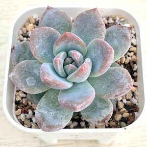 画像: ●多肉植物 エケベリア キャンディーオレンジ 2.5寸苗