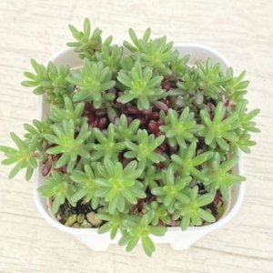 画像: 多肉植物 セダム ピンキー 2.5寸苗