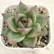 画像1: ●多肉植物 エケベリア シャーロット 2.5寸苗