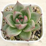 画像: ●多肉植物 エケベリア シャーロット 2.5寸苗