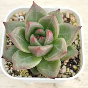 画像: ●多肉植物 エケベリア シャーロット 2.5寸苗