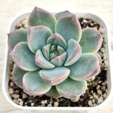 画像: ●多肉植物 エケベリア フライングスター 2.5寸苗