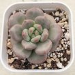 画像1: ●多肉植物 エケベリア アリエル 2.5寸苗