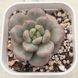 画像: ●多肉植物 エケベリア アリエル 2.5寸苗