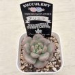 画像2: ●多肉植物 エケベリア アリエル 2.5寸苗