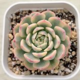 画像: ●多肉植物 エケベリア ブルーミニマ錦 2.5寸苗