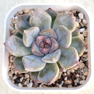 画像: ●多肉植物 エケベリア ナイチンゲール 2.5寸苗