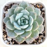 画像: ●多肉植物 エケベリア アメージンググレイス 2.5寸苗