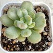 画像1: ●多肉植物 エケベリア ビルゲイツ 2.5寸苗