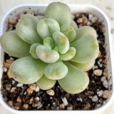 画像: ●多肉植物 エケベリア ビルゲイツ 2.5寸苗