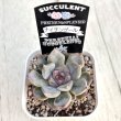 画像2: ●多肉植物 エケベリア ナイチンゲール 2.5寸苗