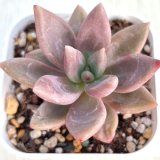 画像: ●多肉植物 エケベリア ピーチガーデン 2.5寸苗