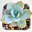 画像1: ●多肉植物 エケベリア 抹茶 2.5寸苗