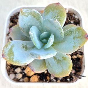 画像: ●多肉植物 エケベリア 抹茶 2.5寸苗
