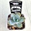 画像2: ●多肉植物 エケベリア 抹茶 2.5寸苗