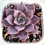 画像: ●多肉植物 エケベリア ミア 2.5寸苗