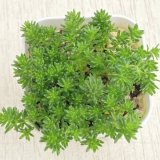 画像: 多肉植物 セダム モリムラ万年草 2.5寸苗 J7042