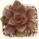 画像: ●多肉植物 エケベリア レッドローズ 2.5寸苗