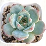 画像: ●多肉植物 エケベリア モンロー×ベルベット 2.5寸苗 C5058