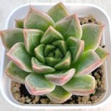 画像: ●多肉植物 エケベリア メビウス 2.5寸苗