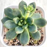 画像: 多肉植物 エケベリア シャネル 2.5寸苗 J6030