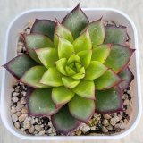 画像: ●多肉植物 エケベリア リトルレッドハート 2.5寸苗