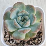 画像: ●多肉植物 エケベリア レッドジャイアント 2.5寸苗 C5056