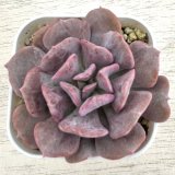画像: ●多肉植物 エケベリア キュービックフロスト 2.5寸苗 C5067