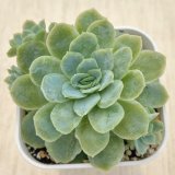 画像: 多肉植物 エケベリア ローズクイーン錦 2.5寸苗