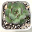 画像1: ●多肉植物 エケベリア ミートソースローズ 2.5寸苗 C3012