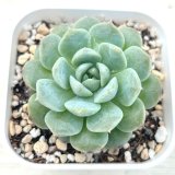 画像: ●多肉植物 エケベリア クリーミーアイスソウル 2.5寸苗