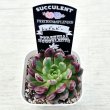 画像2: ●多肉植物 エケベリア レッドルビー 2.5寸苗