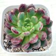 画像1: ●多肉植物 エケベリア レッドルビー 2.5寸苗