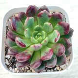 画像: ●多肉植物 エケベリア レッドルビー 2.5寸苗