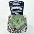 画像2: ●多肉植物 エケベリア ミートソースローズ 2.5寸苗 C3012