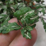 画像: ベロニカ ミフィーブルート