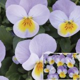 画像: ビオラ ももか ふらの（花なし苗）