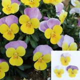 画像: ビオラ ももか うらら（花なし苗）