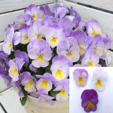 画像: 小輪パンジー わらく ラベンダー（花なし苗）