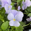 画像2: ビオラ ビビ ヘブンリーブルーインプ（花なし苗）
