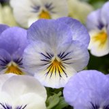 画像: ビオラ ソルベXP YTT（花なし苗）