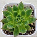 画像: ●多肉植物 エケベリア カリスト 2.5寸苗 C4163