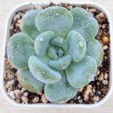画像: ●多肉植物 エケベリア コールドフレグランス 2.5寸苗 C4170