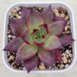 画像: ●多肉植物 エケベリア レッドナイト 2.5寸苗 C4168