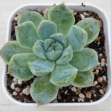 画像: ●多肉植物 エケベリア ローズムーンシャドウ 2.5寸苗 C4164