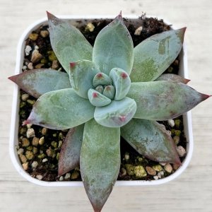多肉植物 アエオニウム サンバースト 2.5寸苗 - ハニーミント本店