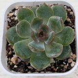 画像: ●多肉植物 エケベリア ブラックオレンジ 2.5寸苗 C4161